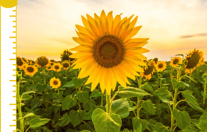 Sunflower thank you