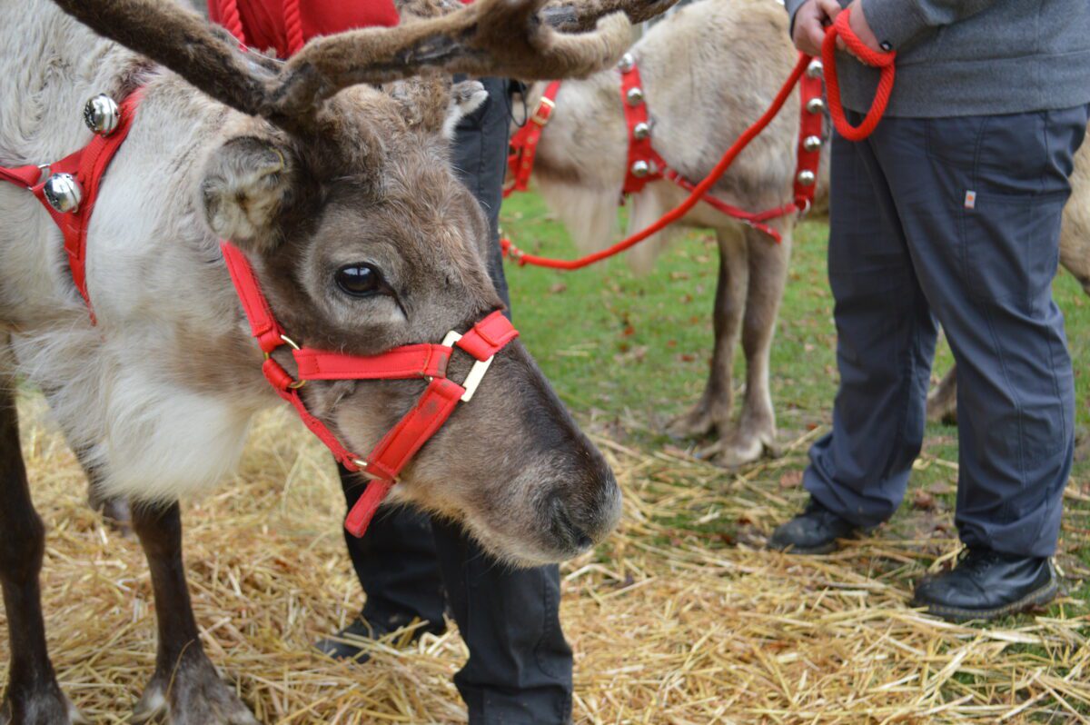 Reindeer